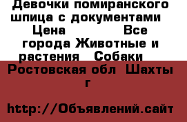 Девочки помиранского шпица с документами › Цена ­ 23 000 - Все города Животные и растения » Собаки   . Ростовская обл.,Шахты г.